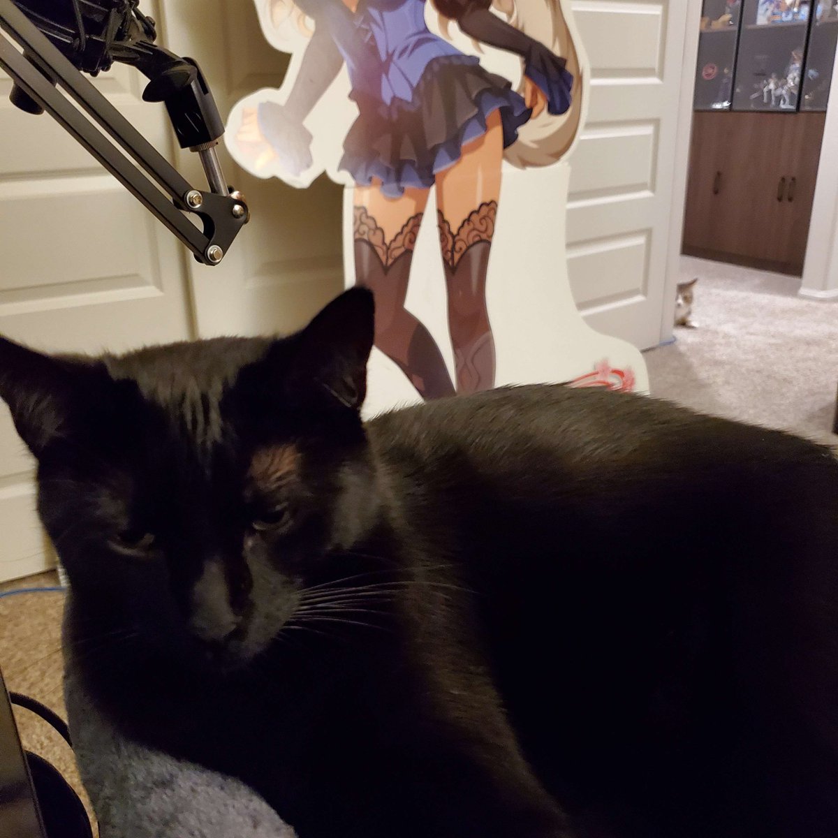 Lost_Pause_'s tweet image. Midna was sick of Kero so she joined me in my room. Kero wasn't happy.