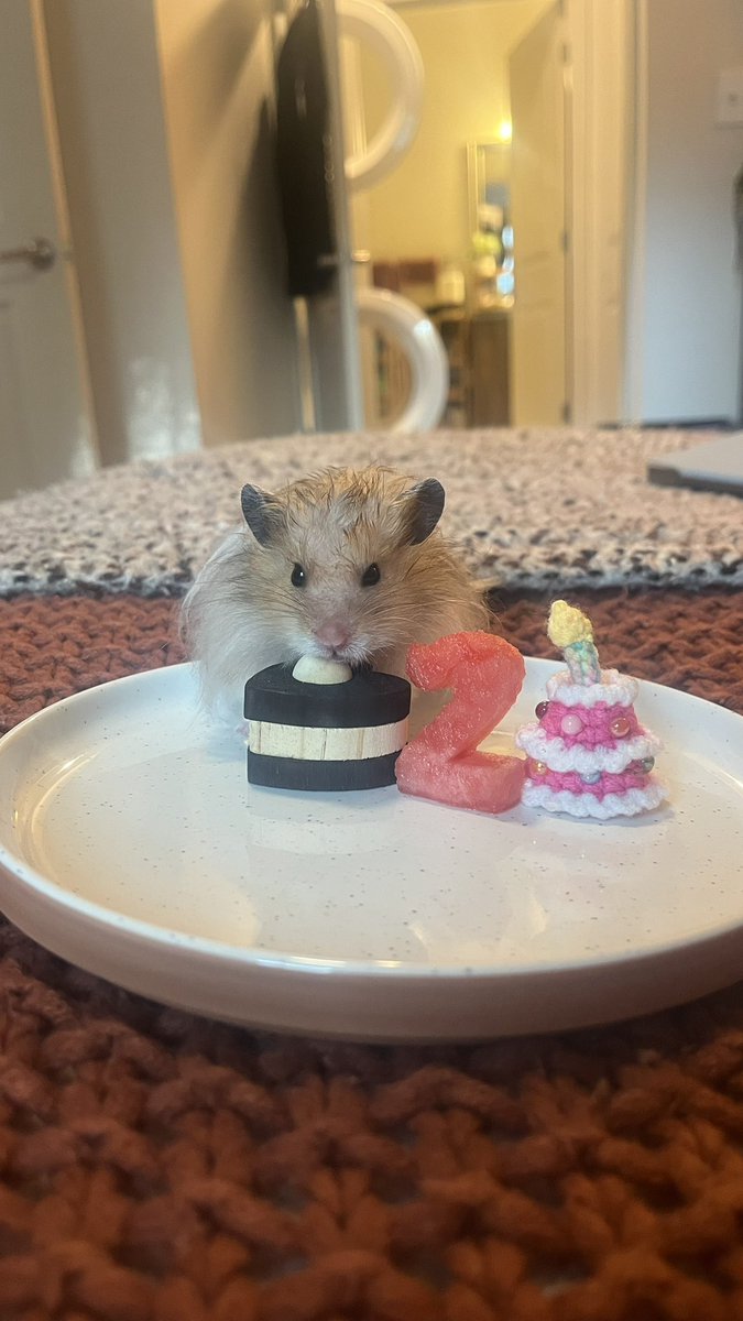 hamsterdotcom_'s tweet image. Celebrating Bear&apos;s birthday a little early :,)