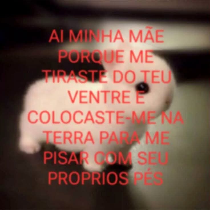 animais com frases aleatorias tweet media