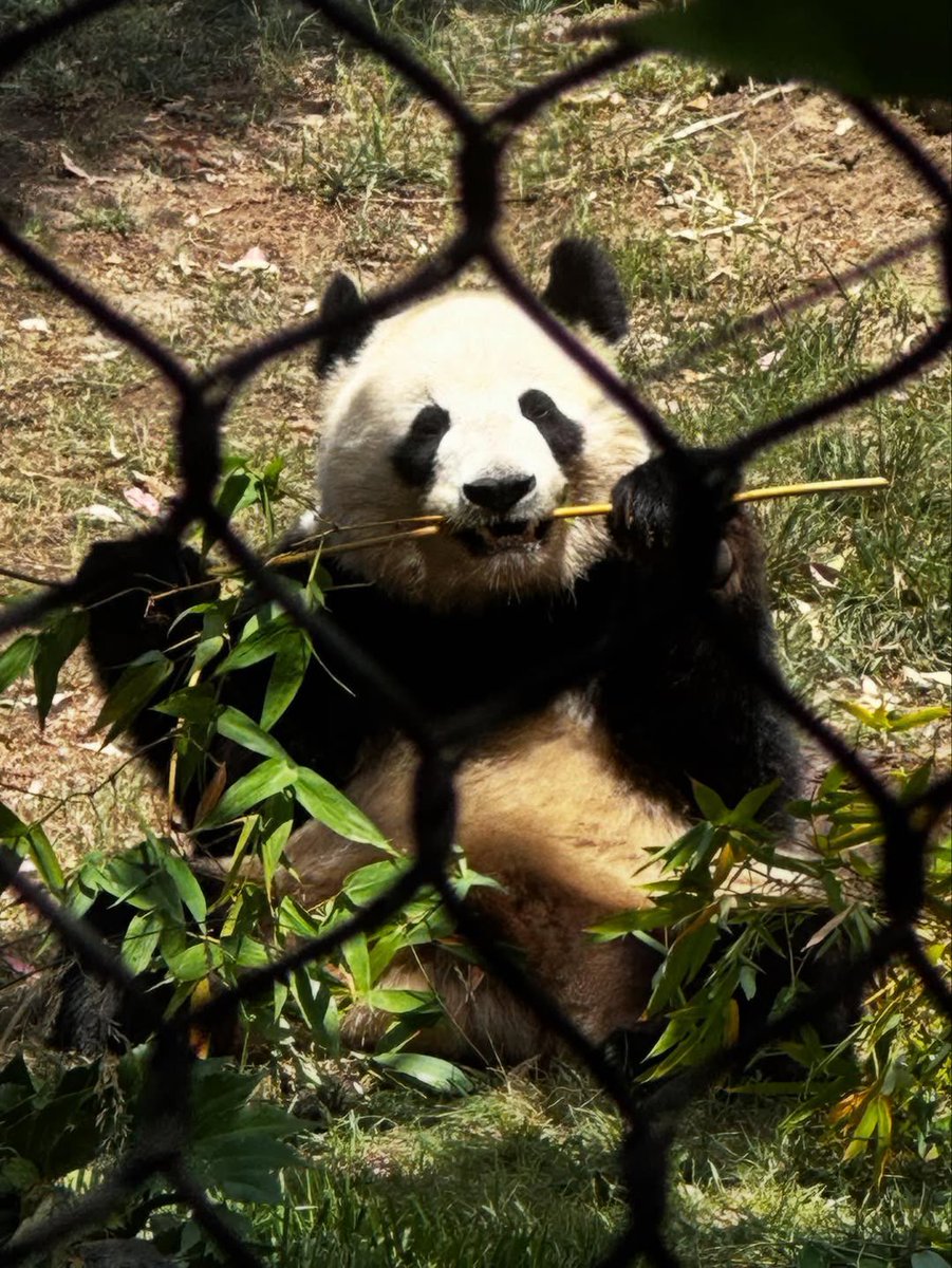sapnap_updates's tweet photo. — Sapnap posted on his Instagram !! 🐼

‘‘did u know Sapnap is pandas spelled backwards 🤓’’

🔗 in the replies https://t.co/AVWNoCqqDM