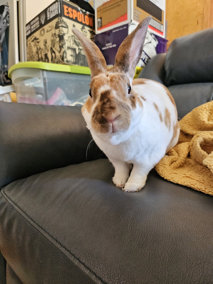bubbles said to tell you hiiiiii !! (*^.^*)

(excuse the boxes, we are about to move lol)