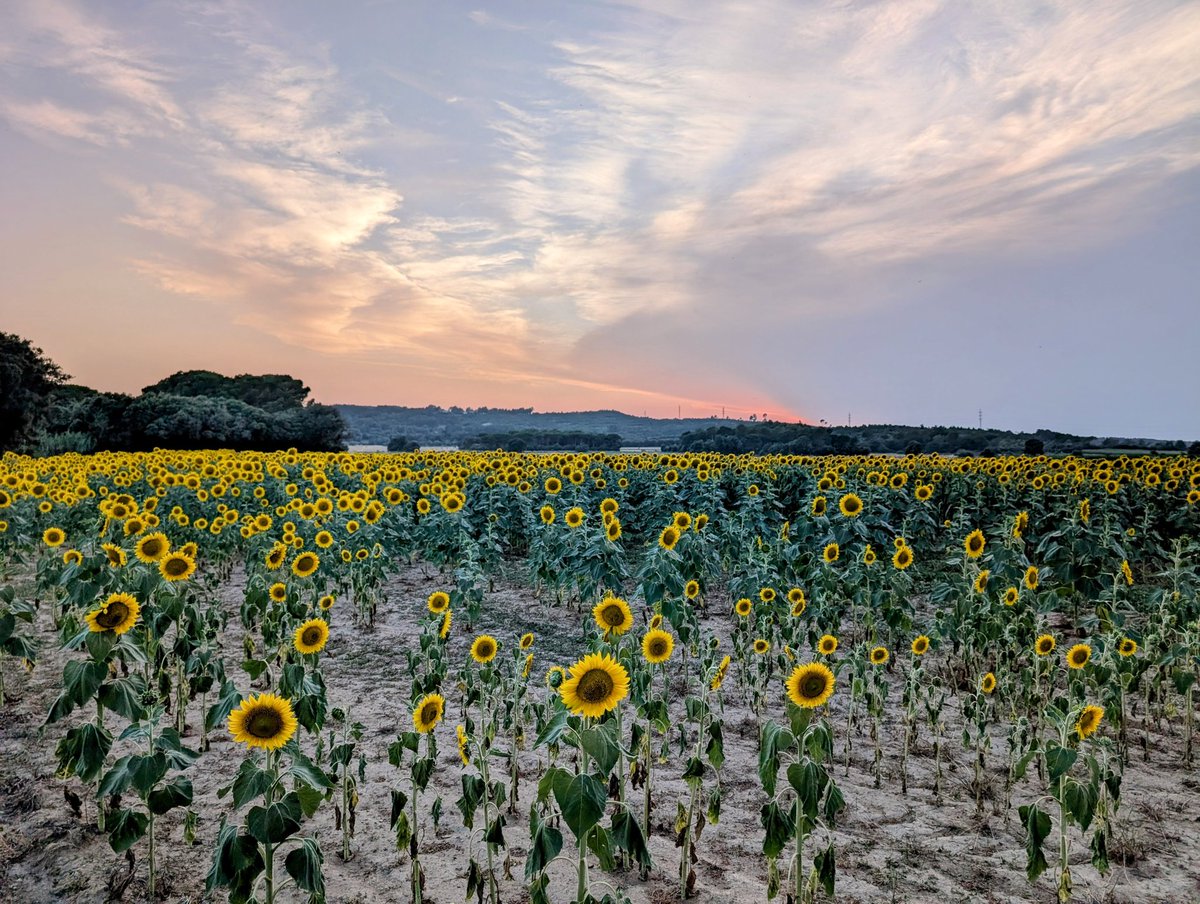 Atardeció tranqui hoy en Girona 🇪🇦