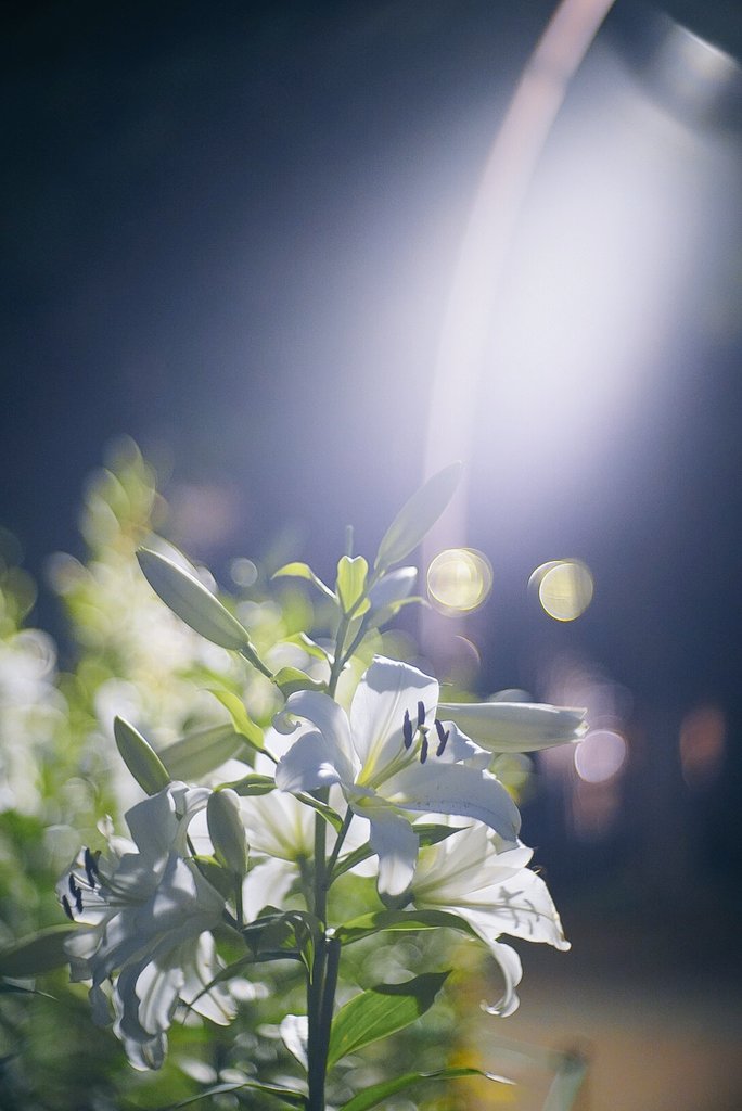 kujisan73's tweet photo. 街灯と楽しむ百合の花

6月20日、東京都千代田区
日比谷公園にて
ユリの花が見頃

全部縦写真、タップしてね

α7III＋三協光機 Komura 80mm f1.8（1958）

#オールドレンズ
#oldlens
#コムラー友の会 https://t.co/gvvoSyh8yp