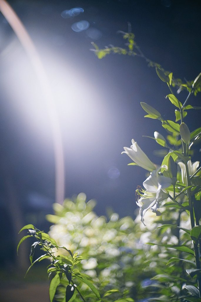 kujisan73's tweet photo. 街灯と楽しむ百合の花

6月20日、東京都千代田区
日比谷公園にて
ユリの花が見頃

全部縦写真、タップしてね

α7III＋三協光機 Komura 80mm f1.8（1958）

#オールドレンズ
#oldlens
#コムラー友の会 https://t.co/gvvoSyh8yp