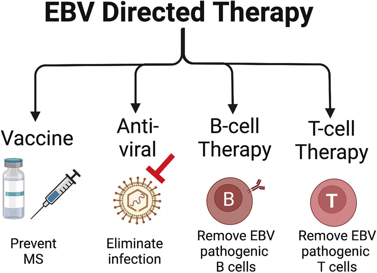 EBV is a leading cause of multiple sclerosis. Still, some people say, oh, if it is a virus that 90% of the global population has, there is nothing we can do about it. 
Wrong, there is a lot we can do to prevent the virus from damaging the brain, including vaccines and antivirals.