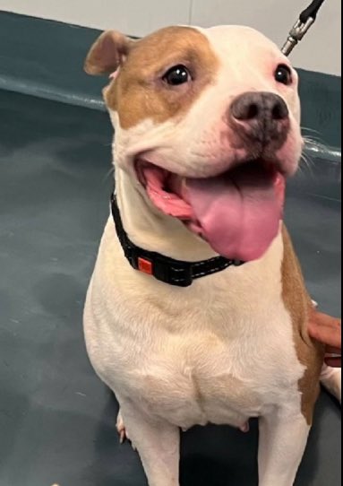 NYCACC killed 💉 Thoundra 1️⃣0️⃣ days after her arrival ☹️ She was 8️⃣yrs old, surrendered by her shit family after a lifetime of loyalty from a girl w/a beautiful smile, &amp; eyes that of a being who knows they will leave the 🌍 soon….