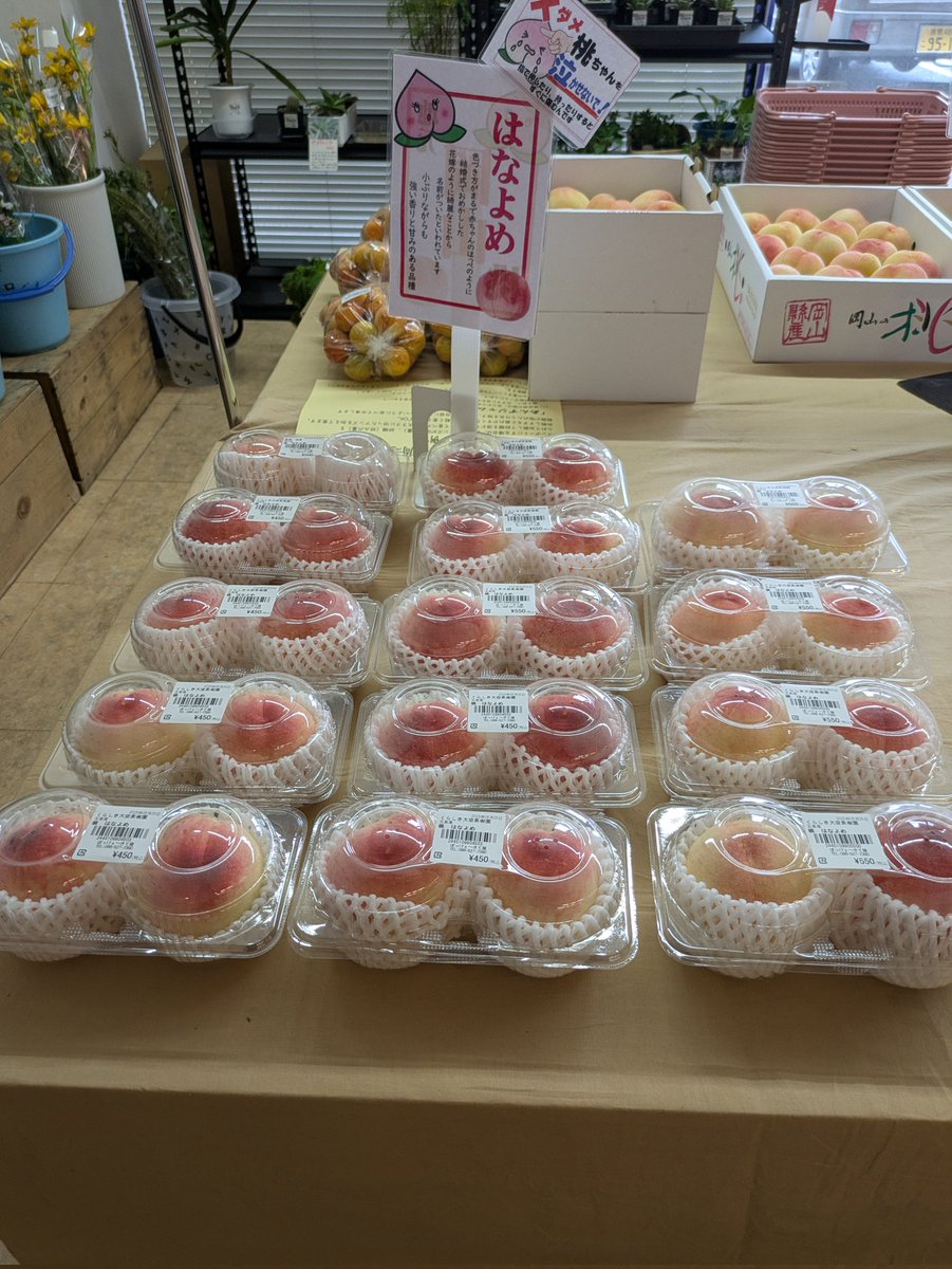 fruits_ozora's tweet photo. 今年初めて桃を出荷しました。
品種ははなよめですが、この時期にしては甘いほうだと思います。防蛾灯がない畑なので、出荷出来る桃は少ないです。
#ぼっけい来て屋　#はなよめ #桃 https://t.co/ZUwVz9xK8A