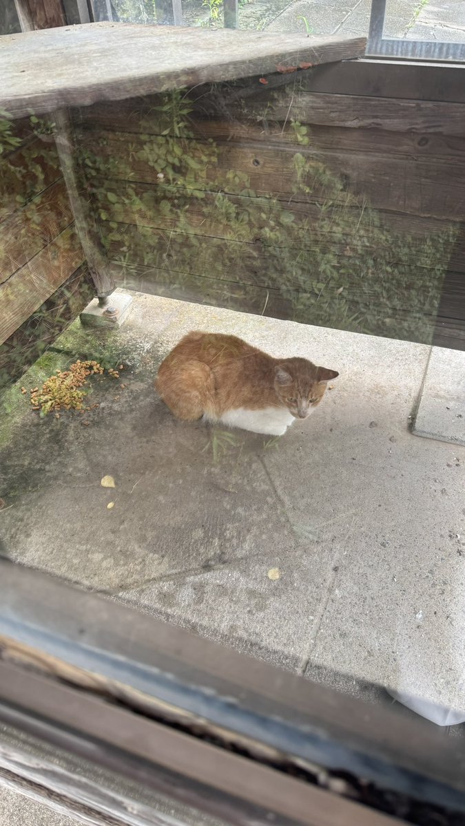 おはようございます。

猫、いました。
タイムスリップしてきた可能性があります。