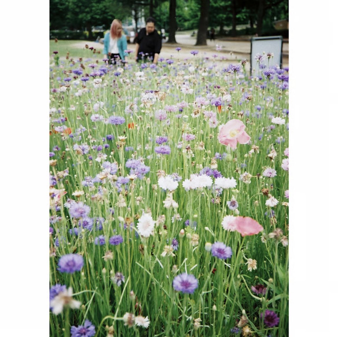 DearPru43803316's tweet photo. エレコンの愛称で呼ばれたOLYMPUS 35 EC(初代)です。スタイリッシュでカッコいいフィルムカメラ！プロフィール→STORES→New Itemからご覧ください #雑貨 #ブロカント #ヴィンテージ #カメラ女子 #フィルムカメラ #filmphotography #Olympus #オリンパス #35ec #フルサイズカメラ https://t.co/1t12L9IUSw