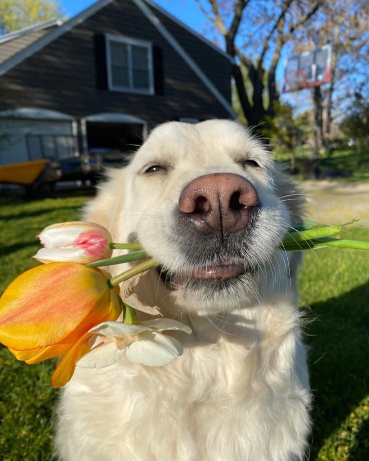 lavozdevilla7's tweet image. Morat viene a venezuela y comenzó a sonar simplemente pasan