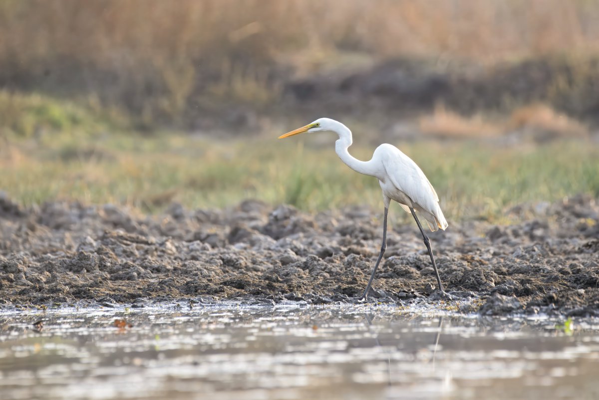 Great Egret (बगुला) Ardea alba modesta is a large bird with all white plumage that can reach 101 cm in height.

birds.rekabira.in/2023/11/birds-…

#BirdsSeenIn2025 #BirdsOfIndia #IndiAves #ThePhotoHour #Birding #Birds #Jabalpur