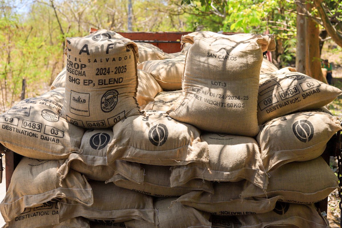 Exportaciones de café salvadoreño crecen 52 % y superan los $93 millones en 2025 guana.link/z7lr