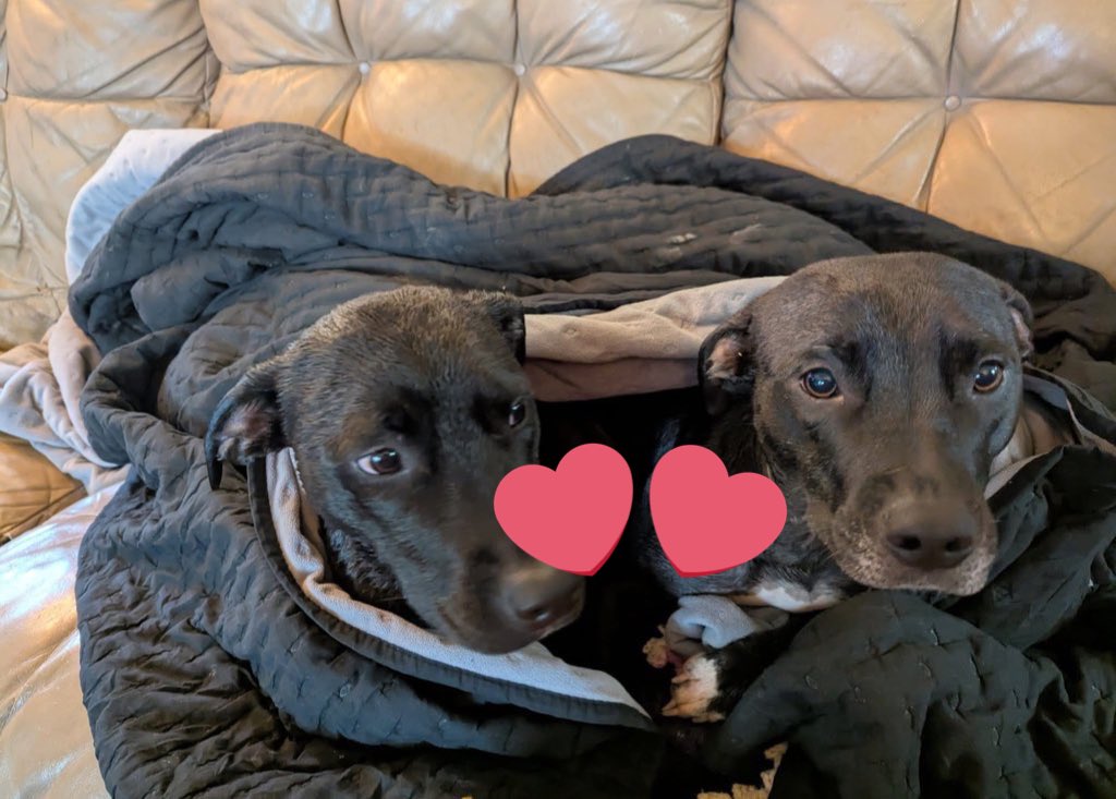 zootape11's tweet photo. #silesto #raven #zoo #taboo #animal #zoophila #beastily #doglover #dogslut #knotty #k9girls #dogbitch
https://t.co/J2zL79OQkI https://t.co/ldhWIxUD7C