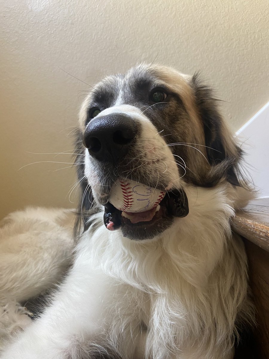 Decided to give Stanley my autographed Wander Franco ball🤷