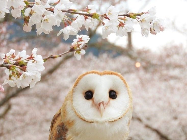 "The world is knowable, harmonious, and good."