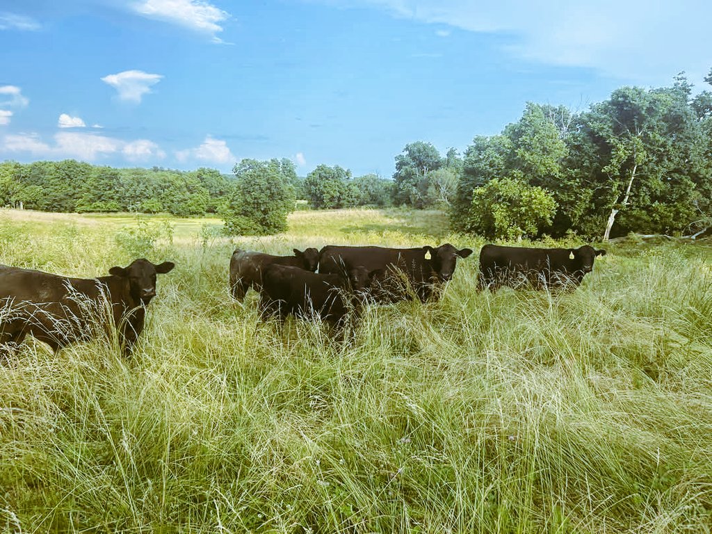 🇺🇲 Visiting With American Beef 🐂 On My Way Back To My Farm Earlier Today! 🥩