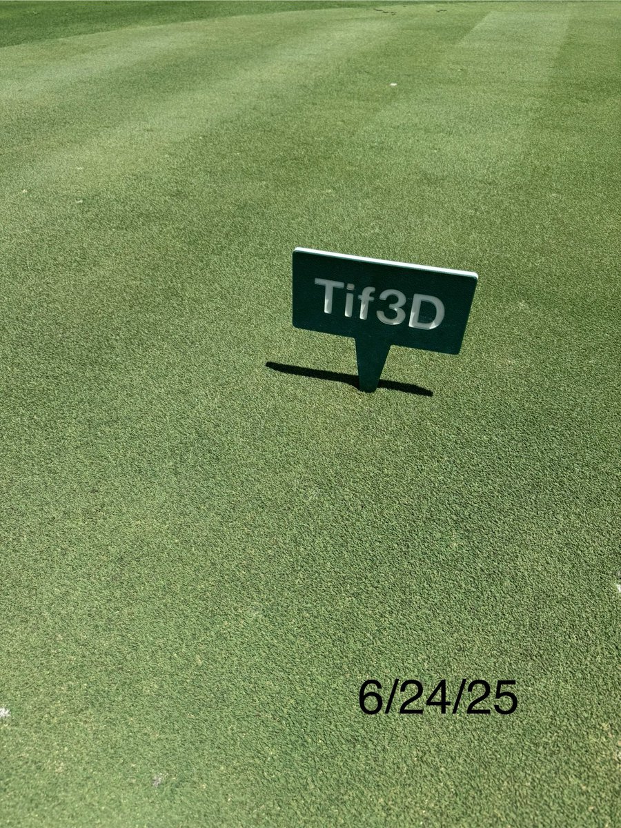 DarrenJDavisGCS's tweet image. It was great to have @ugatiftonturf #turfgrass breeder, Dr. Brian Schwartz at #oldefloridagolfclub to look at his varieties @TifTufBermuda and his latest #Tif3D We planted Tif3D adjacent to #TifEagle in August of 2019 in our research area and it continues to impress! @GCSAA