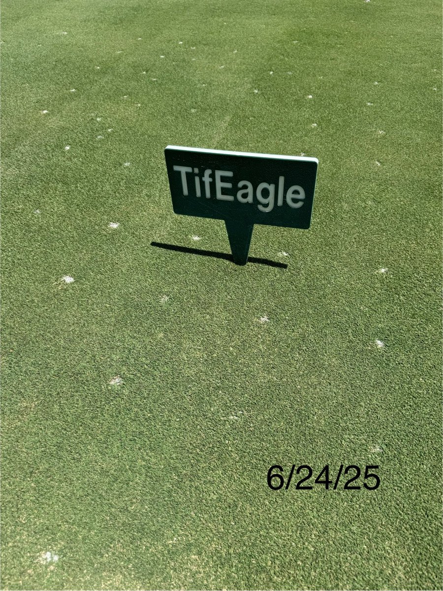 DarrenJDavisGCS's tweet image. It was great to have @ugatiftonturf #turfgrass breeder, Dr. Brian Schwartz at #oldefloridagolfclub to look at his varieties @TifTufBermuda and his latest #Tif3D We planted Tif3D adjacent to #TifEagle in August of 2019 in our research area and it continues to impress! @GCSAA
