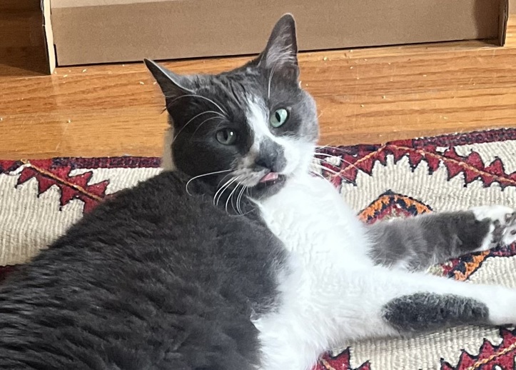 NYC's DEATH ROW CATS tweet media