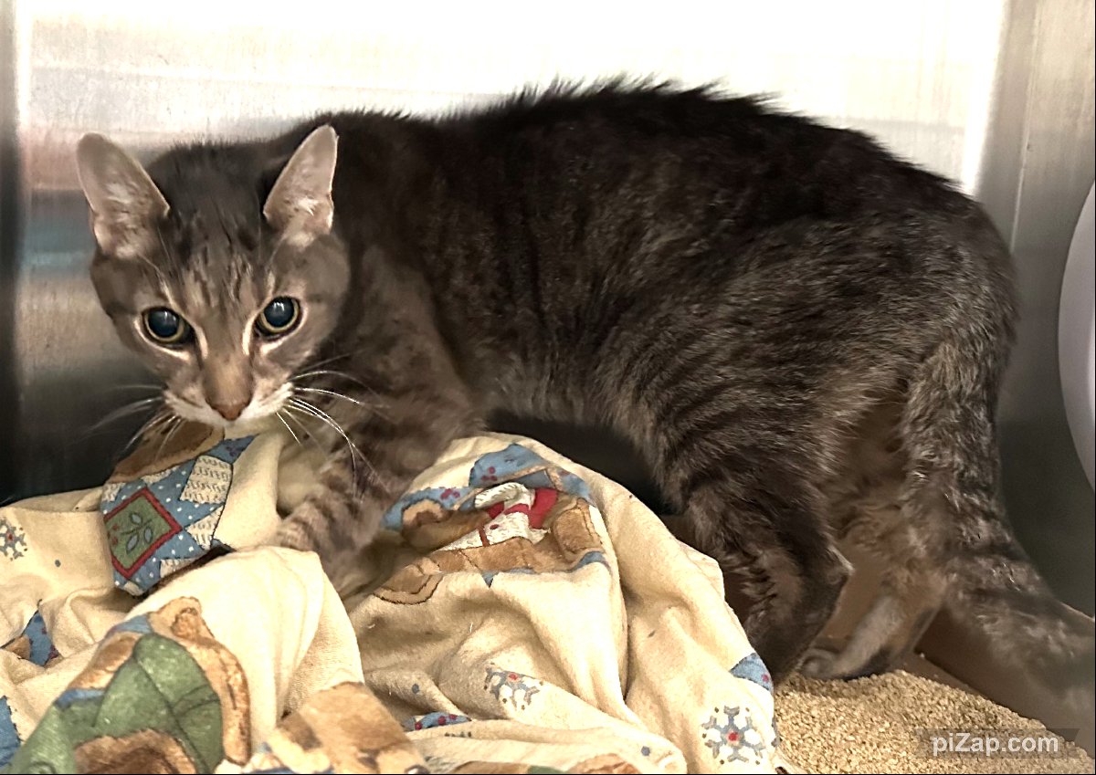 NYC's DEATH ROW CATS tweet media