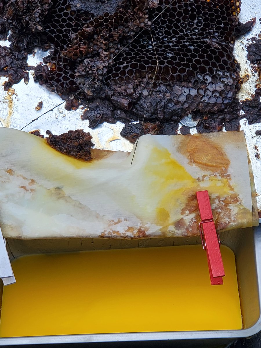 More beeswax getting its first rendering with the solar wax melter.