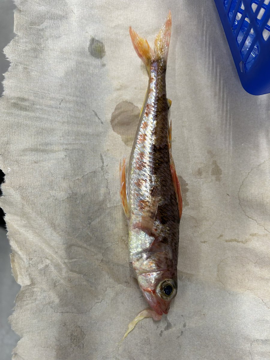 miyachuke's tweet photo. この魚の名前が知りたい。

#魚の名前 https://t.co/2Ig6B76YCc