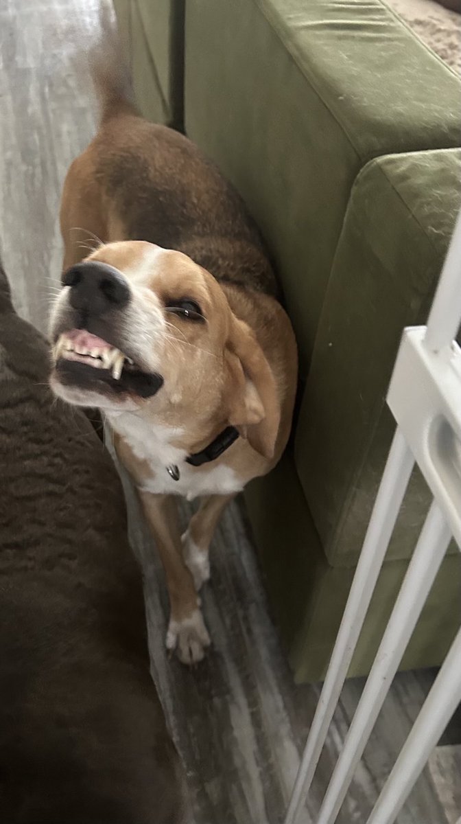 My name is Whiskey.
Whenever my mom is finished working for the day, I greet her with my special smile.
She says I’m “cheese’n”!
I just get really happy sometimes. ♥️