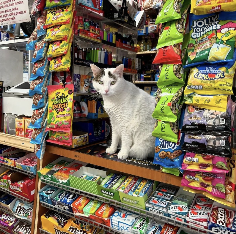 Bodega Cat for Mayor