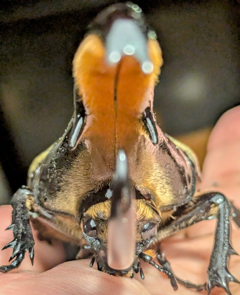 角太ヘラクレスン