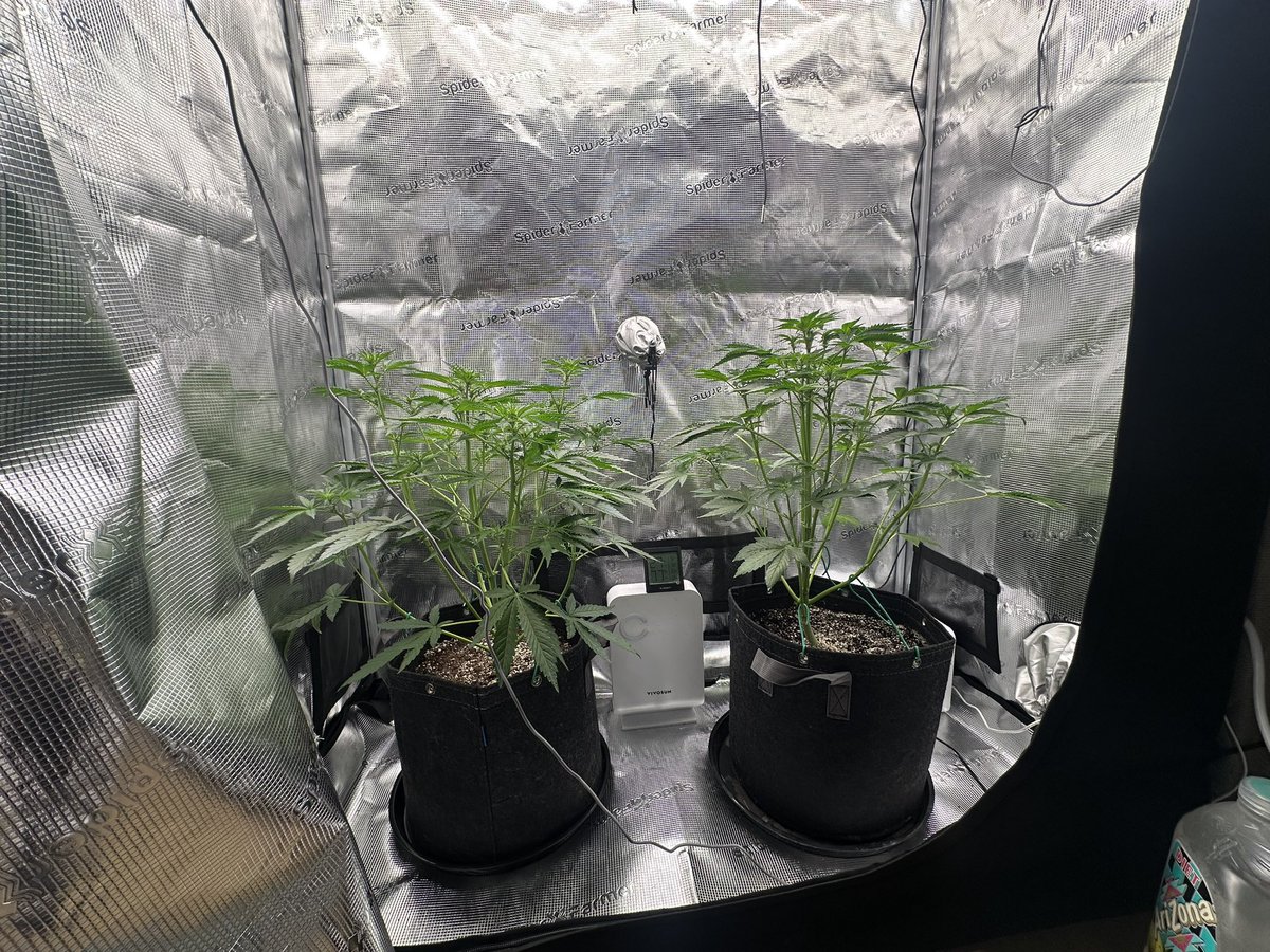 ThiccboiGrows's tweet image. Day 35 two Strawberry Cheesecake autoflowers from @staubingenetics!!
Already very pungent as soon as the tent opens. Stretching hard in flower now! These are gonna stack nicely. Had some salt buildup on the gal on the right but we flushed and shes looking a lot better. Happy…
