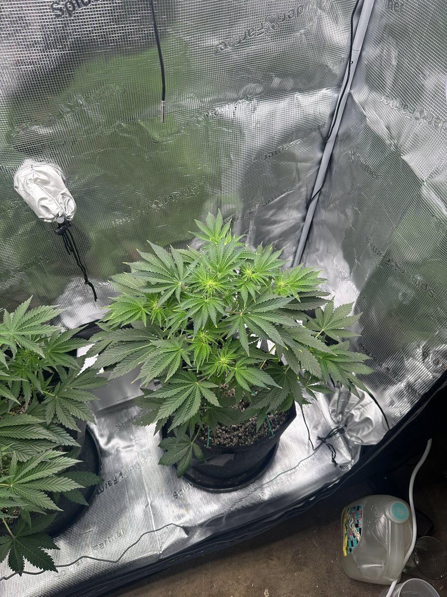ThiccboiGrows's tweet image. Day 35 two Strawberry Cheesecake autoflowers from @staubingenetics!!
Already very pungent as soon as the tent opens. Stretching hard in flower now! These are gonna stack nicely. Had some salt buildup on the gal on the right but we flushed and shes looking a lot better. Happy…