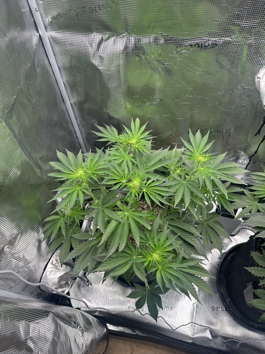 ThiccboiGrows's tweet image. Day 35 two Strawberry Cheesecake autoflowers from @staubingenetics!!
Already very pungent as soon as the tent opens. Stretching hard in flower now! These are gonna stack nicely. Had some salt buildup on the gal on the right but we flushed and shes looking a lot better. Happy…
