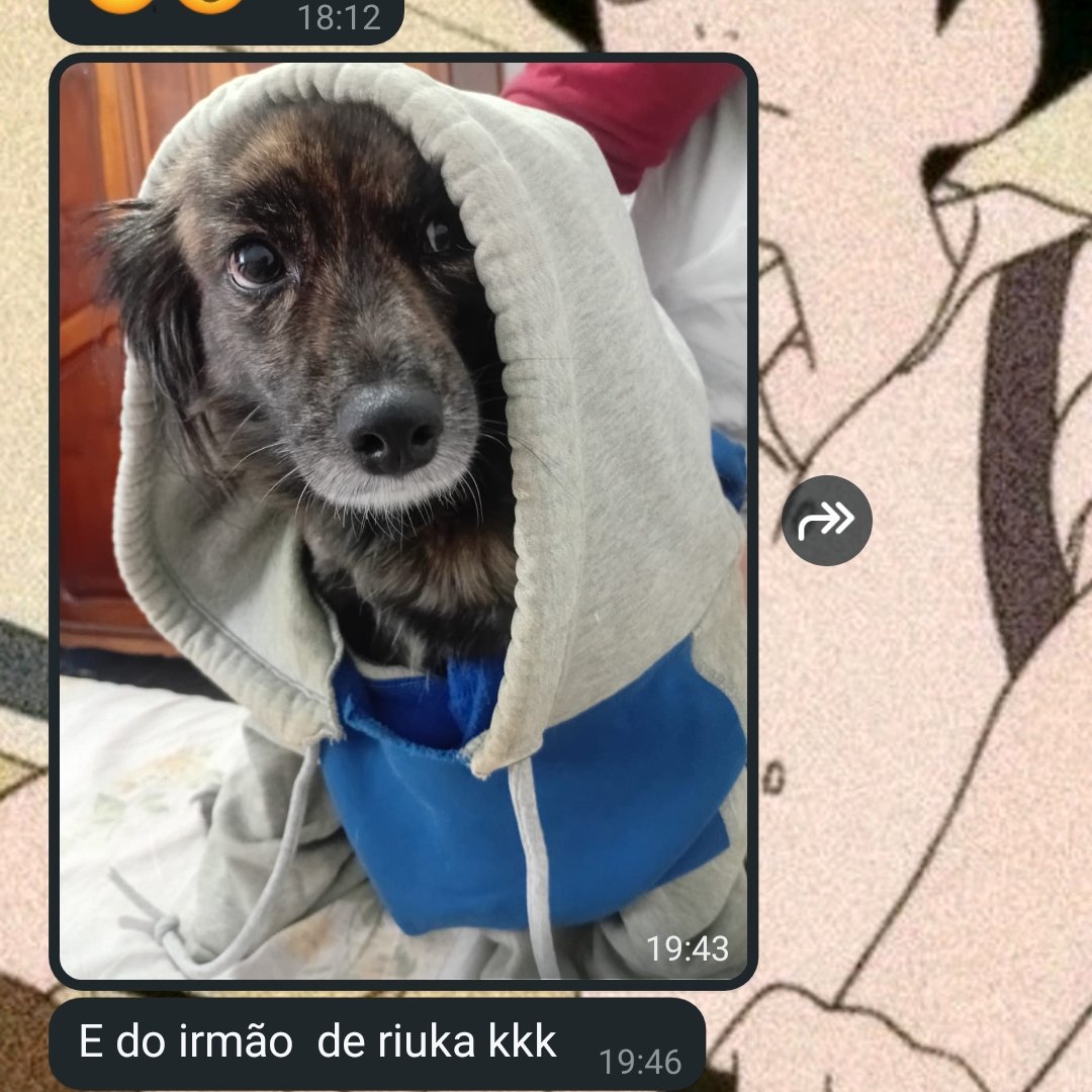sabanoya's tweet photo. Minha mãe acabou de mandar foto da minha cachorra vestidinha com meu casaco https://t.co/PUMUfLb4O2