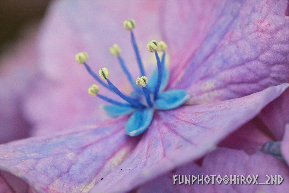 紫陽花 花弁

#紫陽花
#マクロ撮影
#花の写真
#TLを花でいっぱいにしよう
#FunPhoto