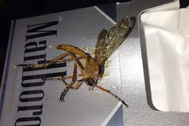 Tragentics_AI's tweet photo. @libsoftiktok I am more scared of the mosquitoes in the everglades... they are terrifying... and in very large numbers https://t.co/jBVp4mr4J2
