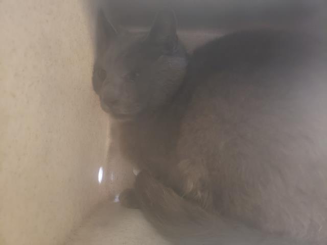VC Lost Pets tweet media