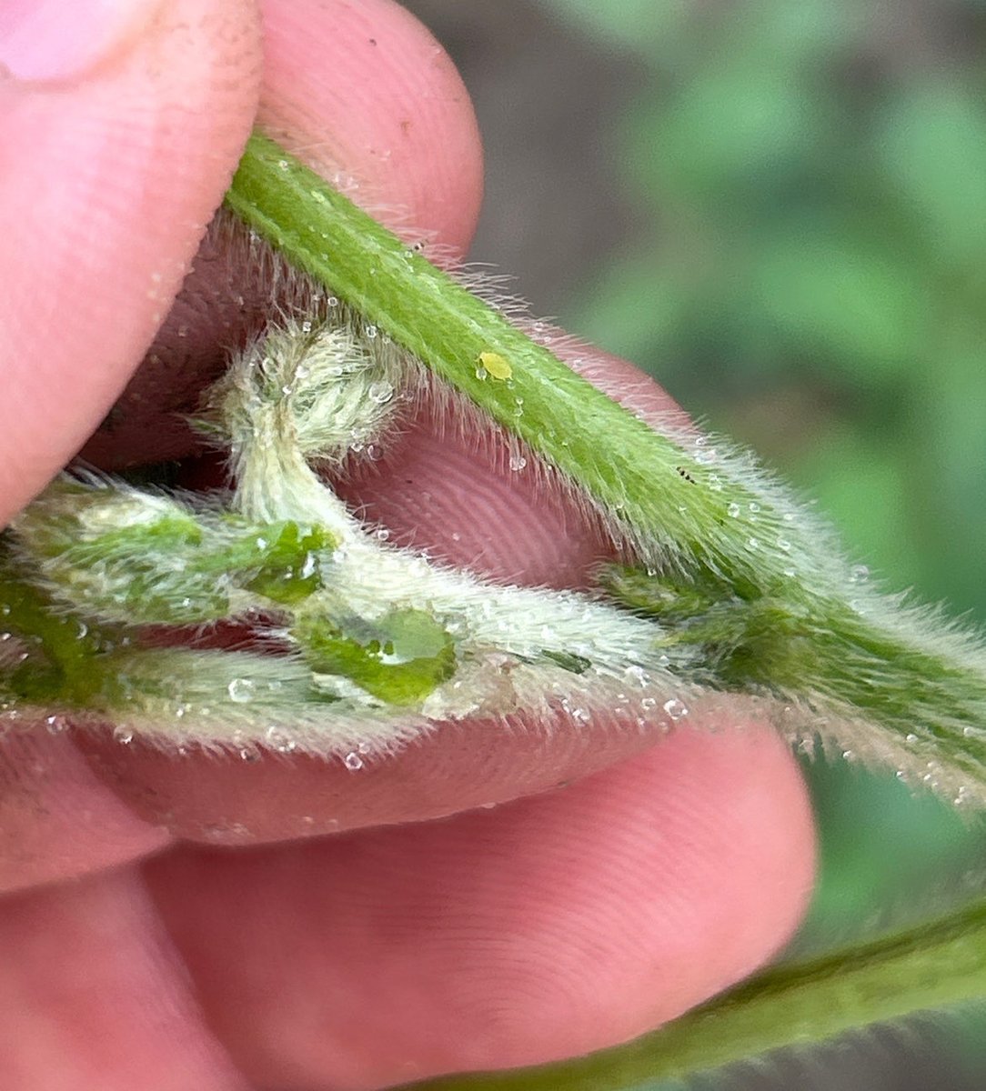 Ryan Benjamins (@ryanbenjamins) on Twitter photo First flower and first aphid of 2025.  The pressure is on for the IP resprays now… GO GO GO First flower and first aphid of 2025.  The pressure is on for the IP resprays now… GO GO GO