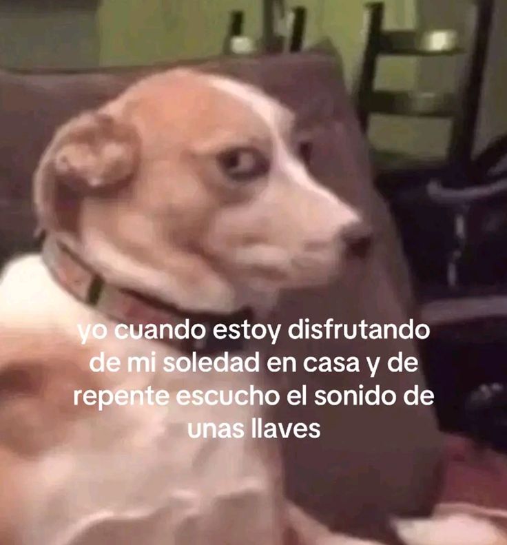 fan_de_baku's tweet photo. @EnsedeCiencia Cuando termino de limpiar la casa y finalmente me acuesto a descansar y darme tiempo para mi y me pasa esto, que horror. https://t.co/LSicSSMOa1