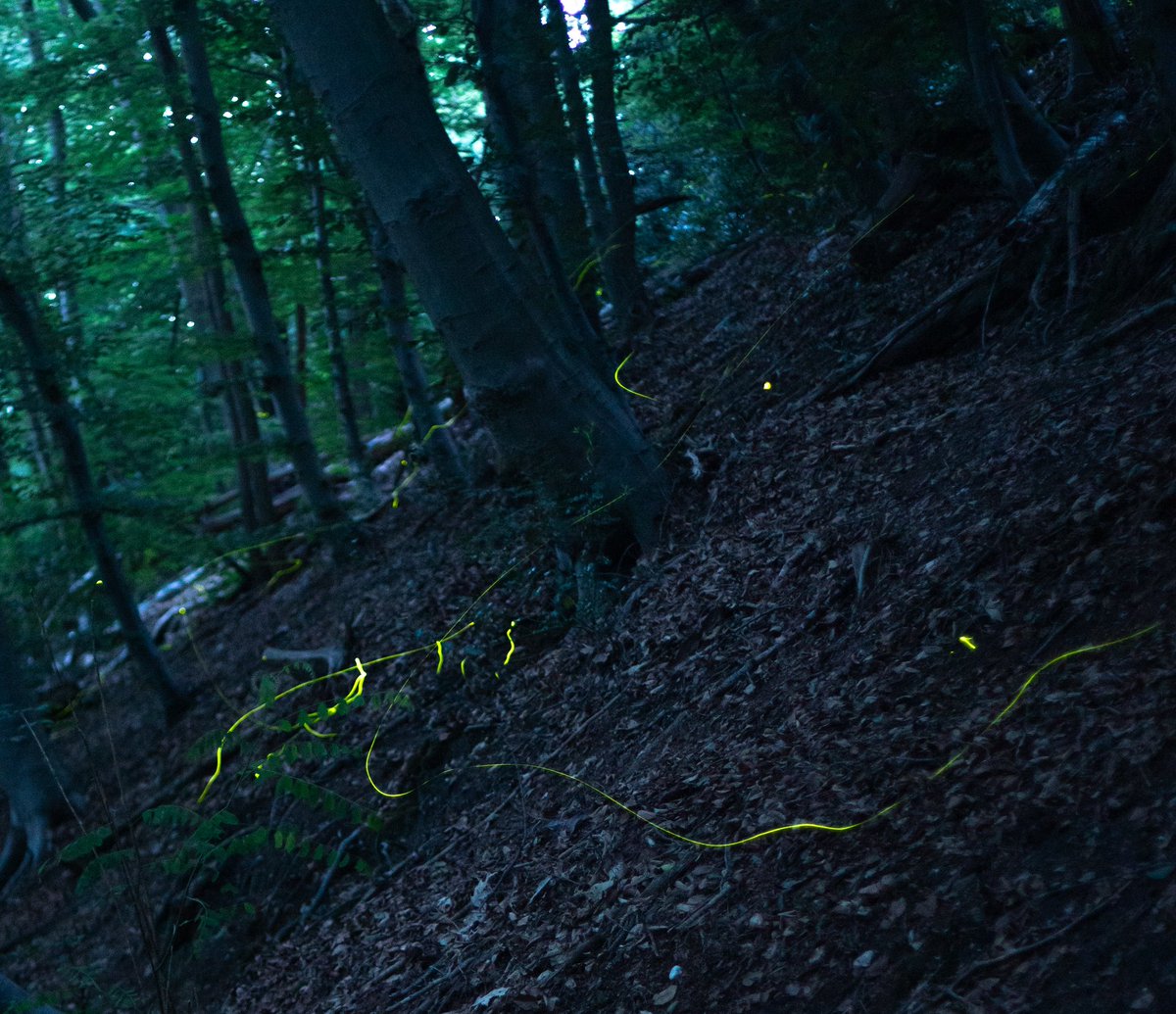 royelbers's tweet photo. #vuurvliegjes #fireflies https://t.co/toaryGDJ8y