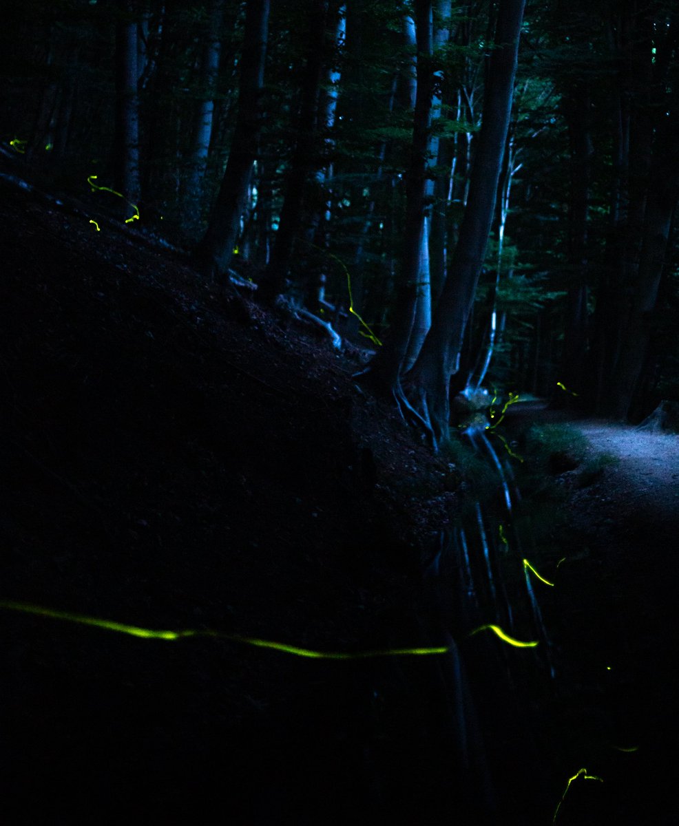 royelbers's tweet photo. #vuurvliegjes #fireflies https://t.co/toaryGDJ8y