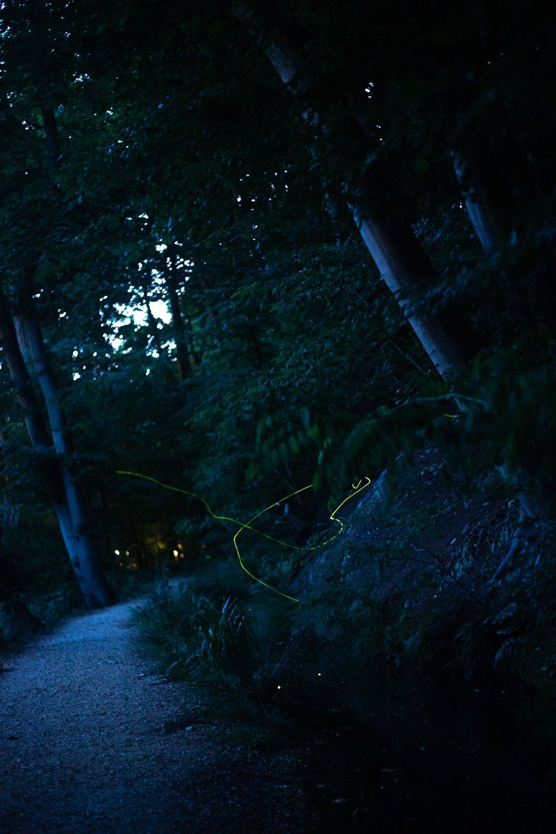 royelbers's tweet photo. #vuurvliegjes #fireflies https://t.co/toaryGDJ8y