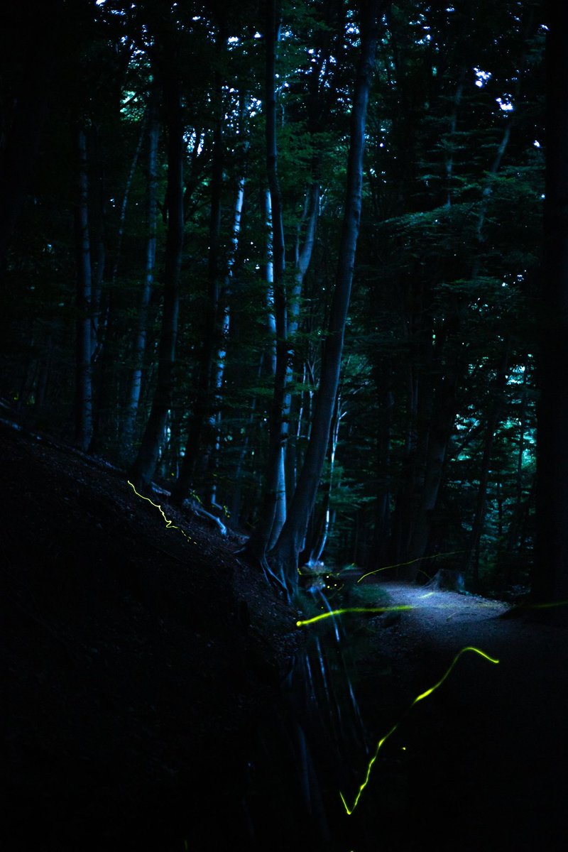 royelbers's tweet photo. #vuurvliegjes #fireflies https://t.co/toaryGDJ8y