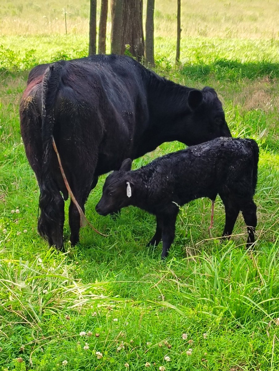 audhumlagrange's tweet image. New Dexter calf born on the farm this afternoon 😍😍😍