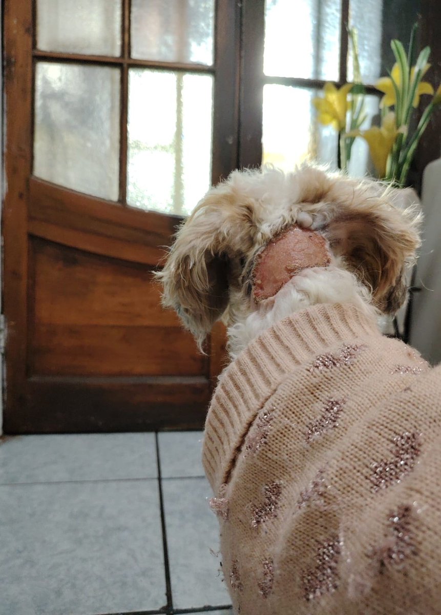 Busca un hogar pequeña rescatada de maltrato (fue golpeada y quemada 🥹); está en tratamiento y va muy bien, únicamente necesita una familia que la cuide como ella se merece. 💕

Contacto:
Carla Muñoz +569 65062344.
Elisa López +569 77050305.
#Valpo
#Viña

Favor compartir. 🙏🏻