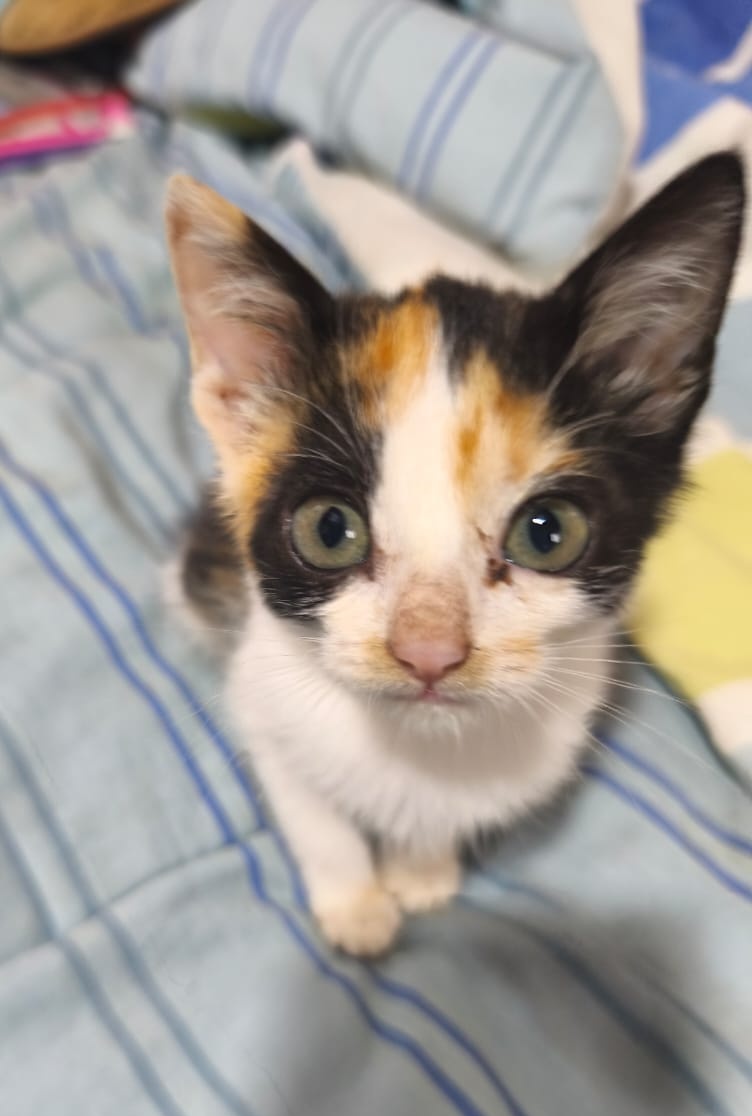 rommyb's tweet photo. ÉCHENME UN RT O ABRAN ESPACIO EN 🏠Y ❤️ PARA SACARLAS DEL ALBERGUE 🙏
Kimmy, de 1 mes, y Kitty, de 4 ms aprox. Hermanitas tricolor necesitan casa responsable. El albergue está en rojo y nos urge que se logren adopciones. DM o WSP 975096690 994352469 999928979 https://t.co/GWPlsZQ3Nu