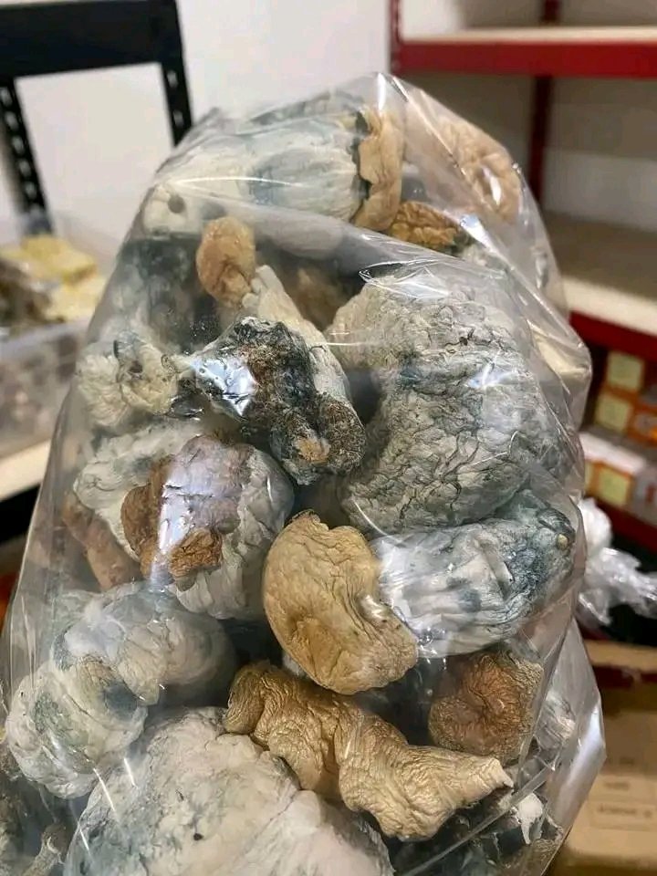 PaulGraham85032's tweet image. Shroom 
LsD
Phycadelic 
Mushroom
🔥🔥
#canabiscomunity #berner415 #pushtrees #yolayoutube #dankdemoss #MemesAI #StockMarket