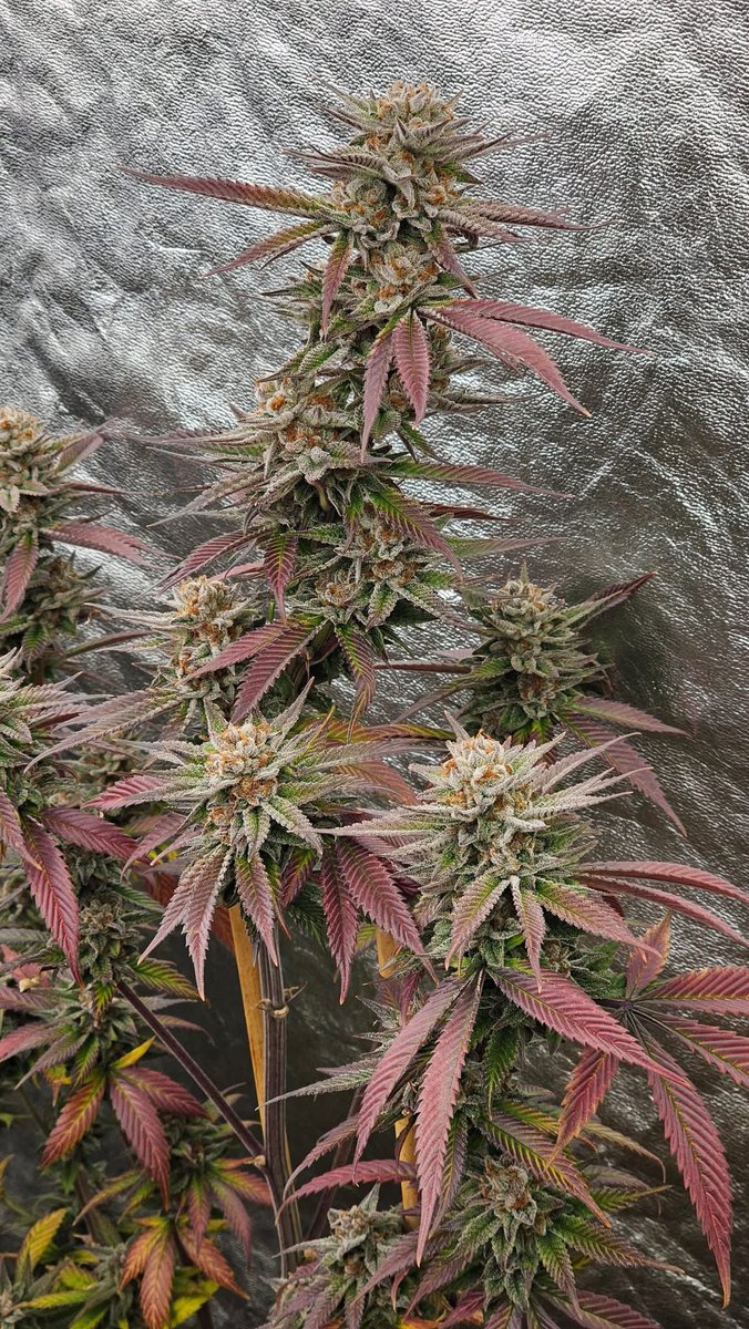 SoFemGenetics's tweet photo. Our Lemon Glaze Glue (feminized) https://t.co/kVKfHWnbfD