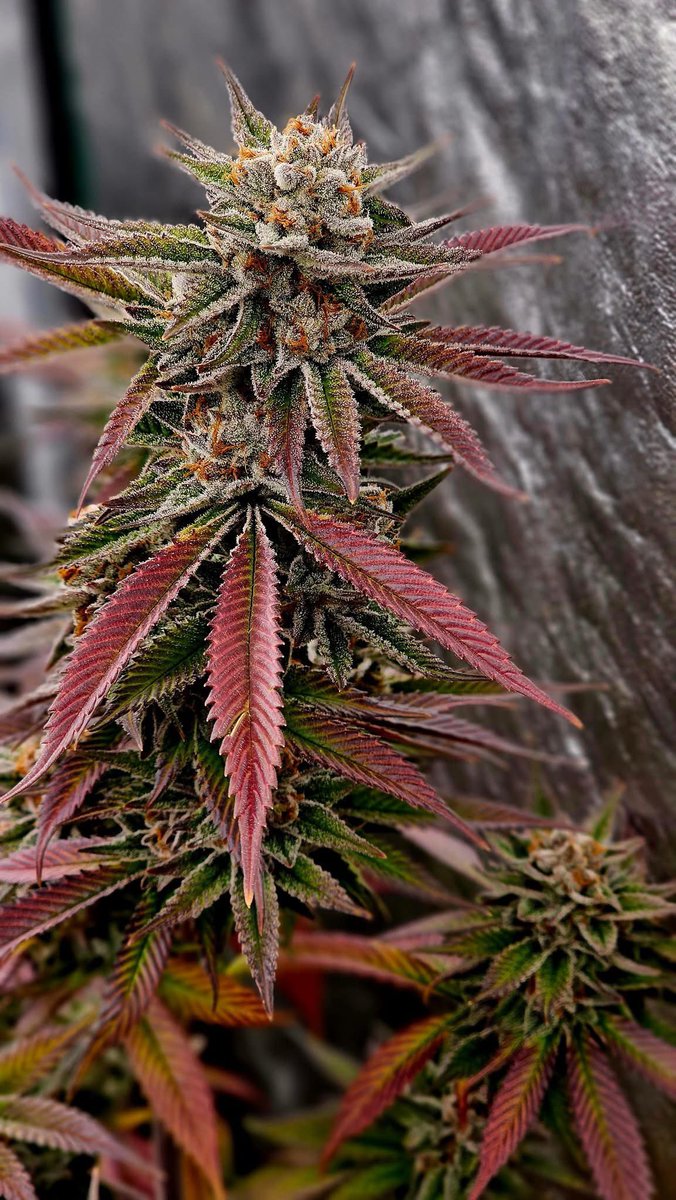 SoFemGenetics's tweet photo. Our Lemon Glaze Glue (feminized) https://t.co/kVKfHWnbfD