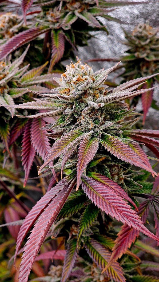 SoFemGenetics's tweet photo. Our Lemon Glaze Glue (feminized) https://t.co/kVKfHWnbfD