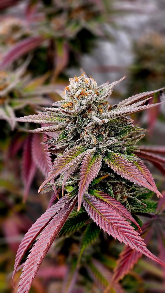 SoFemGenetics's tweet photo. Our Lemon Glaze Glue (feminized) https://t.co/kVKfHWnbfD